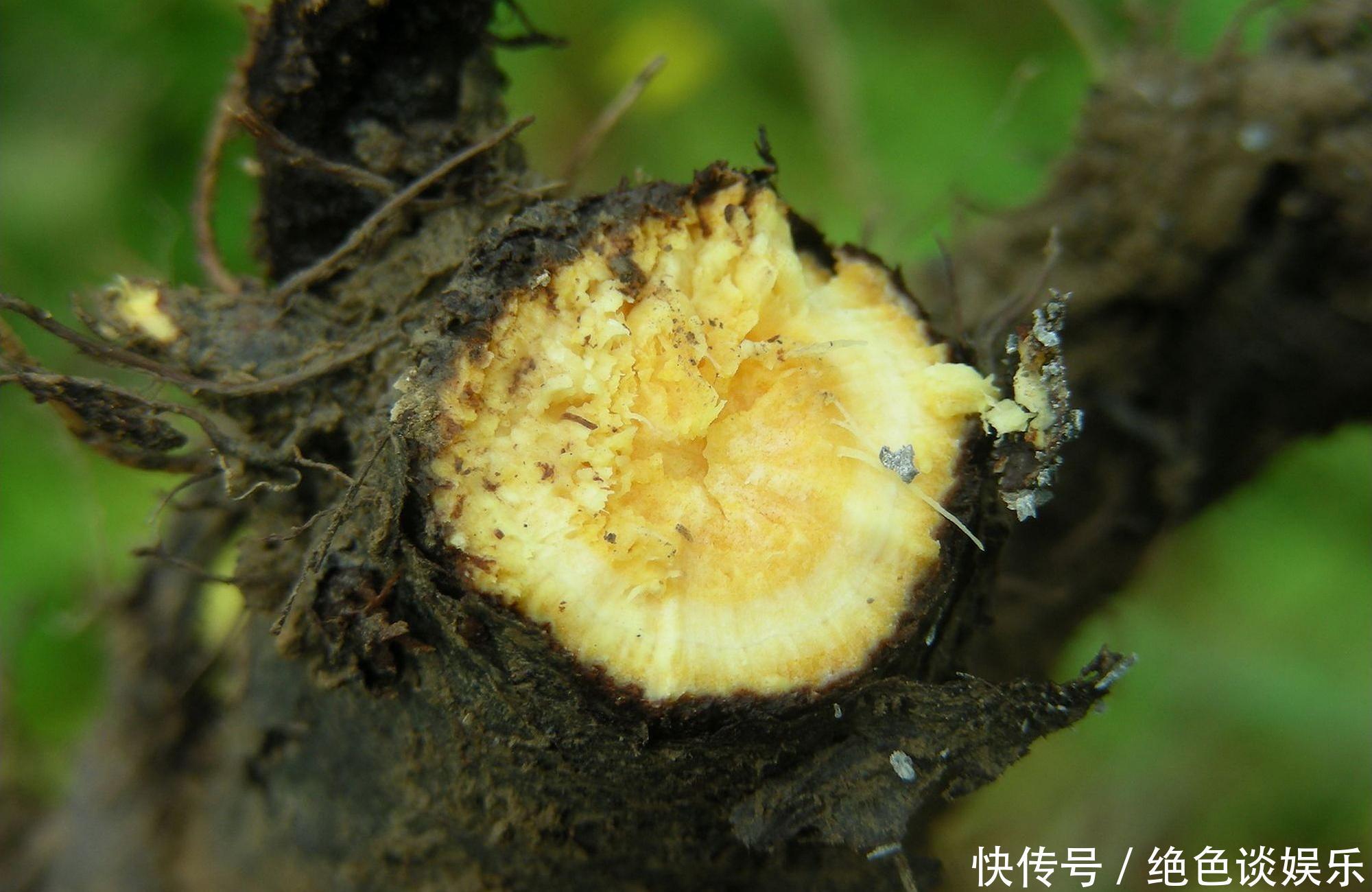 俗称野菠菜，曾是穷苦人的救命菜，殊不知根含“黄金”价值珍贵