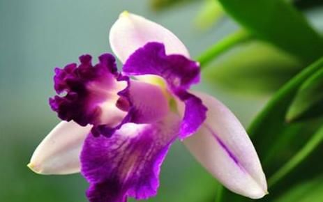  「墙角」4款香香花，种在家里墙角，半年长成花海，惊艳四季，琳琅满目
