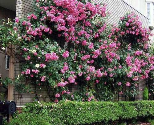  『此种』此种花卉好养，枝条沾“2滴水”，接触到土壤生根，1年开花200天