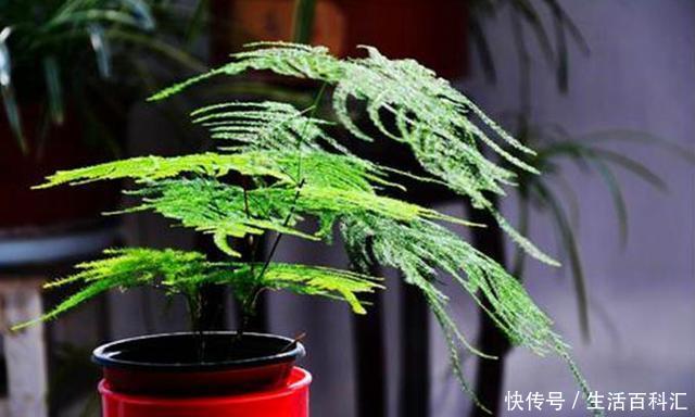  黄叶：这3种花真耐阴，不要放在太阳底下晒，晒多了就黄叶