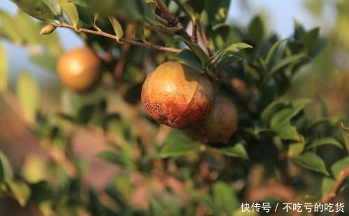  果实|农村这种果实可“榨油”，100多元一斤，你有吃过吗？