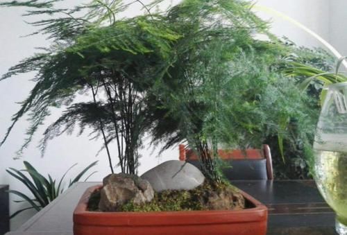  放在客厅■家中养护的文竹盆栽，放在这4个地方真合适，加湿补水，净化空气