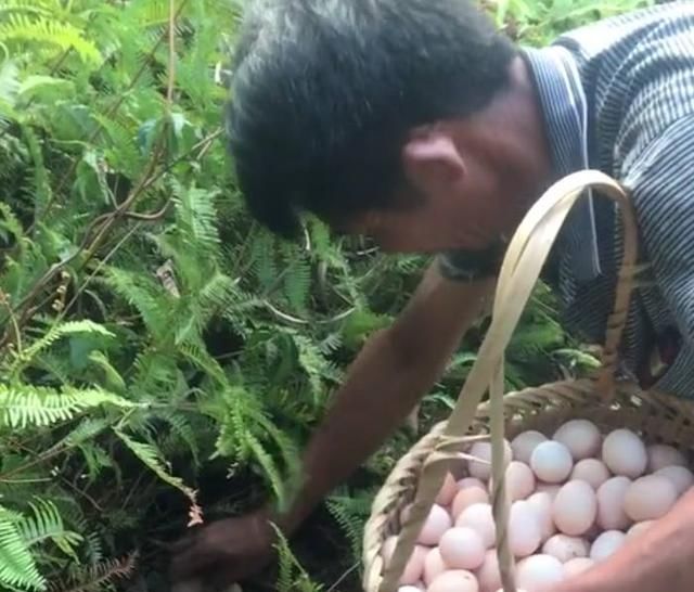 「一块钱」农民山上放养的土鸡，每天产蛋一个，一个一块钱，年