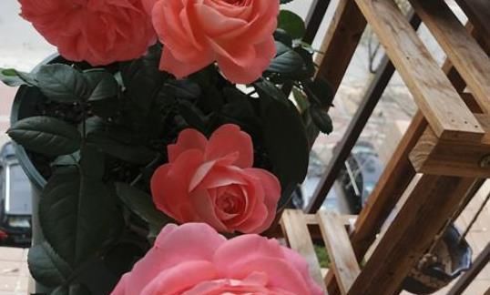  『喜欢的人』三月以后，春風送缘，杏花拨动，昔日恋人不灭掉，认真掌握，与爱相抱