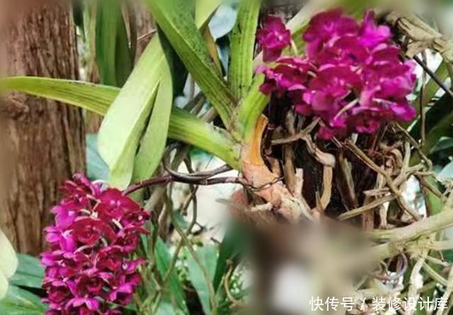 「冬天」开花像狐狸尾巴一样的兰花,盆栽冬天正是花期,这样养花多色艳