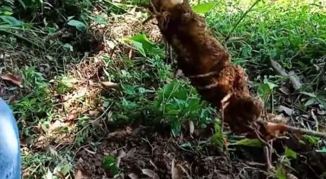  「野味」长在泥土里的野味，农民挖了好久才看到，一长一短你们