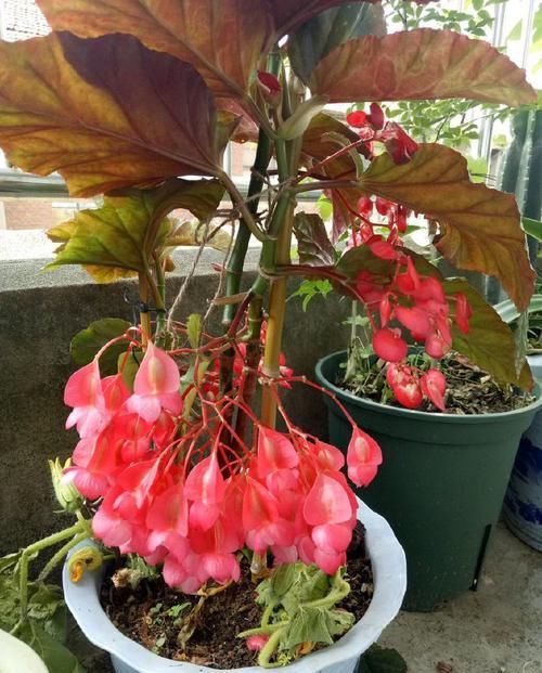  特别■家里客厅就养此四款花卉，好看养眼，开花美艳迷人，特别容易爆盆