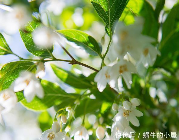  『一大』4种花别花钱买，掐片叶子就能冒一大盆，枝繁叶茂又养眼