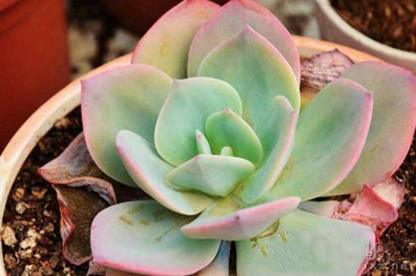 多肉植物白凤怎么露养