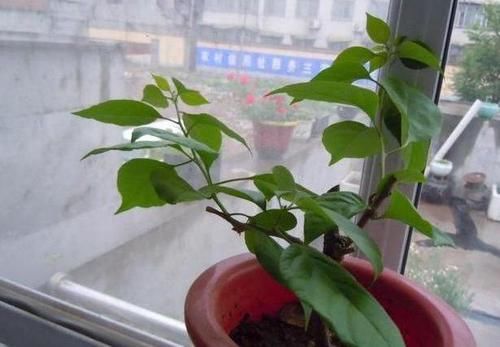  『三角梅』养盆三角梅，先养“壮汉身”，再开花就爆盆