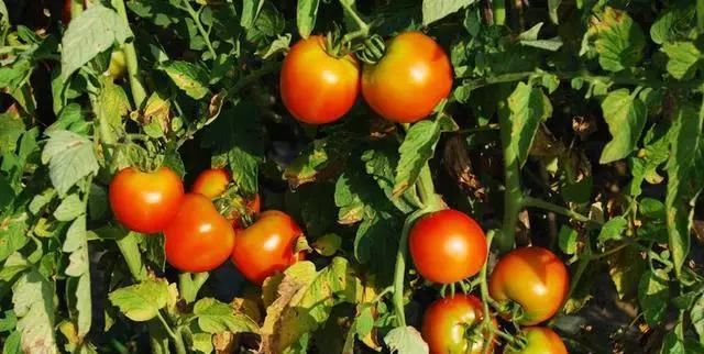  [喜欢]农村菜园，城市小花园，你喜欢哪个