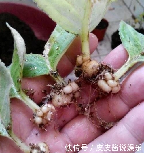 「地皮」一种草花“贴着地皮长”,叶子剁碎也发芽,又长出棵棵小牡丹