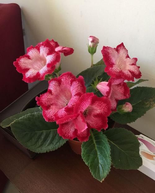  『动人』家里养这四款花，越晒开的越旺，花开美艳动人，一茬接一茬开不断