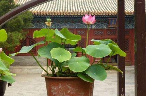  「种植」花卉种植技术：盆栽水培荷花花期养护方法和注意事项！