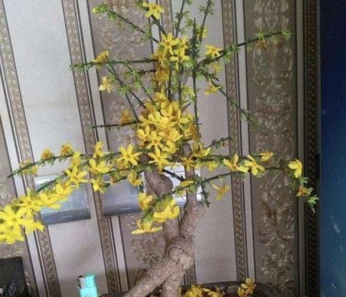  「小黄花」养1种盆景树，2年后茎干变“苍老”，开出“小黄花”，比金弹子美