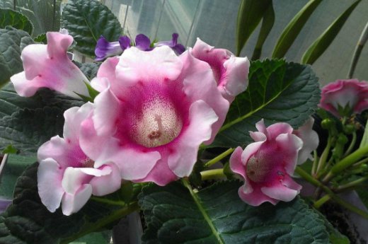 「大丽花」4月就养这几款花卉,花大色艳,开花爆成花海,美观大气惹人爱