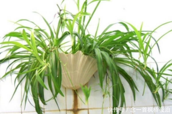  「到很好」家里一旦养了这几种植物，财神看了都会喜欢，暗喻越住越有钱