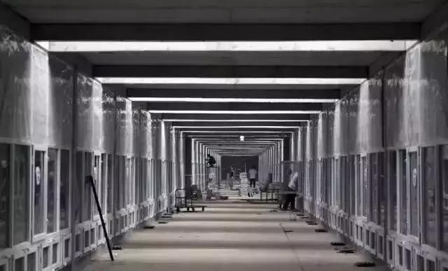 中国最恐怖工厂：养10亿只蟑螂，每天喂50吨饭，政府还给它补贴！