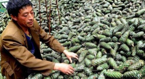  树木|这果树农村很多，以前农民拿它当柴烧，果实没人要，如今60