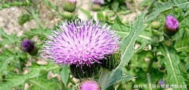 有种野菜的叶子边缘长满了刺，让人看了都害怕，却有着很高的价值