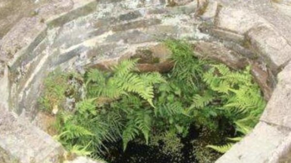  种植物■曾经随处可见的井边草,如今因环境与其自身价值变得异常珍贵!