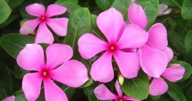  【花儿】喜欢养花不如养盆香妃茶花树 花儿红艳艳的漂亮极了。