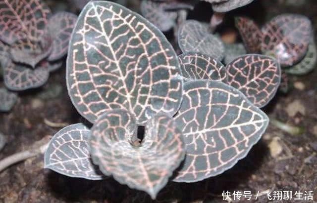 『潮湿』小溪边,有1种“金线莲”奇特,高度没有10厘米,却名贵、有价值