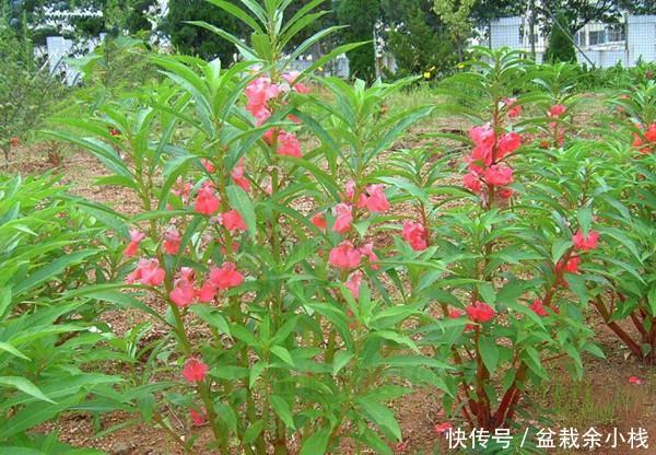  #指甲花#喜欢在家中养护花卉，就选择开花艳丽，花期长，优雅妖娆的花卉