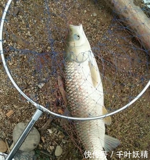  #气压#气压值多高最好钓鱼？这几条经验直接决定你的渔获，建议收藏