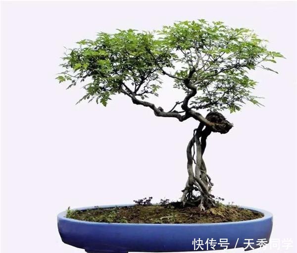  写意■走进郑州一座“重在写意”的盆景园林：河南中州盆景文化园