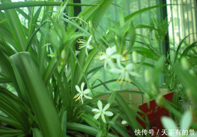  「容错过」喜欢室内养护花卉，以下3种绿植不容错过，长势茂盛，叶片翠绿