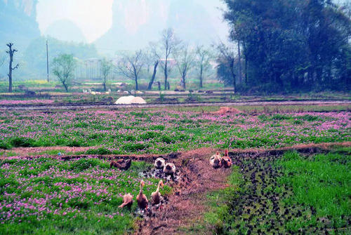 桂林的春天有多美？