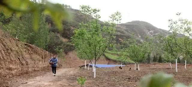 前几年，农村流行“包山头养殖”，如今却无人问津，为啥？