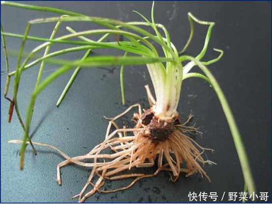  [大熊猫]比大熊猫还要珍稀的品种出现了，必须得保护啊！