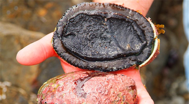 游客海底潜水发现粉红色石头，得知真面目后，才明白是难得宝贝