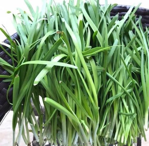  「越养越」阳台种韭菜，越养越细？赶快用上这几招，根根壮，像小葱一样