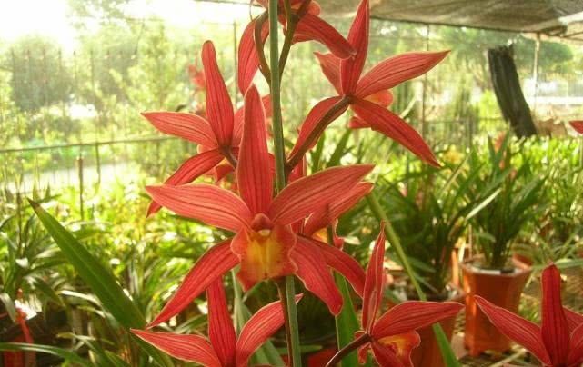  『紫霞仙女』花期最长的兰花，开花几个月，花开“香飘十里”，好养易活物美价廉！