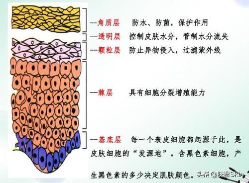『确有』果蔬敷脸,是确有其效还是适得其反?