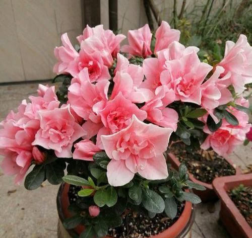  养护时@3种花，每月喝点醋，7天黄叶变绿，开花娇滴滴，堪比神仙水