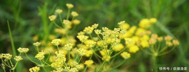 #种野生植物#野外这杂草,因外貌平平被忽视,却不知是极品中药,珍贵的很!
