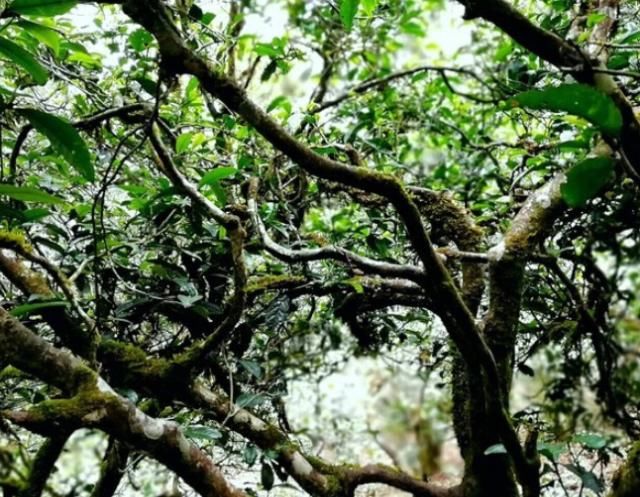  「堪比」我国这3棵树浑身是宝，树叶价值堪比黄金，最后一棵配有