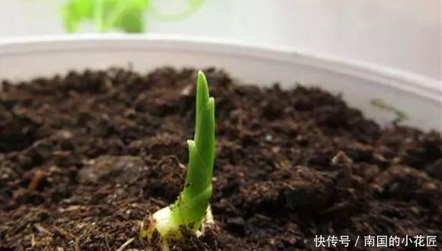 『生姜』“冬吃萝卜夏吃姜”,春天盆栽生姜做好3步,夏天看花食用两不误