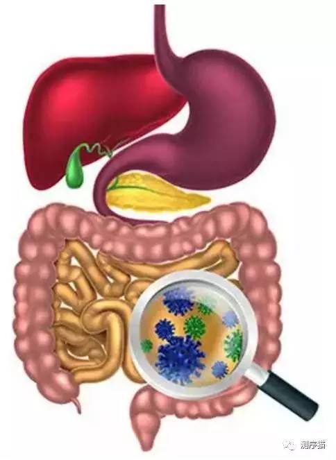 肠道不通百毒生,多吃5种肠道蠕动“加速器”,肠毒清,垃圾除