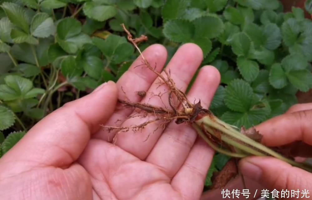  【草莓】它被称为“野草莓”，农村小孩当零食吃，殊不知治口腔