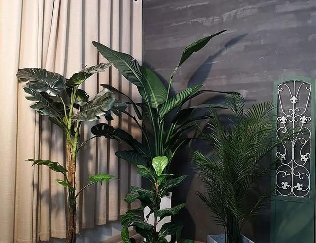  #花盆#大而深的花盆适合养什么花？教你预防积水烂根的办法