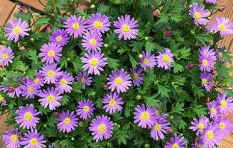  『盆栽』养花就养花期长的，花量大花色艳，芳香熏满屋，阳台盆栽首选