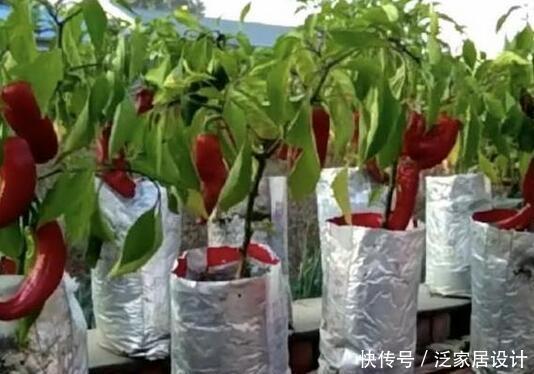  「吃不完」塑料袋子别扔了，像奶奶一样种“辣椒”，一棵结五六