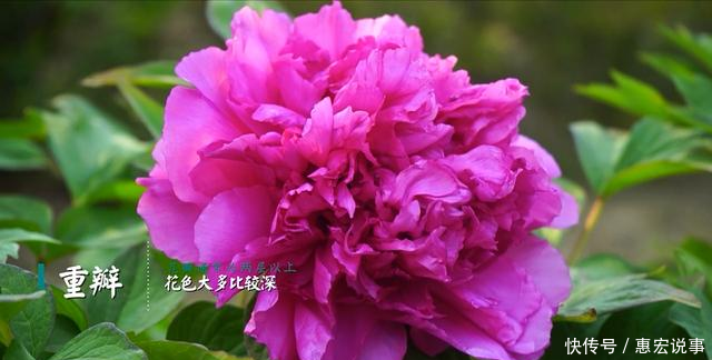 园区■不识芍药与牡丹？请收下这份赏花图鉴！