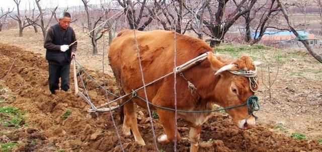  慢慢@俗语“房子要小，土地要少，养头黄牛慢慢搞”，农民经验之