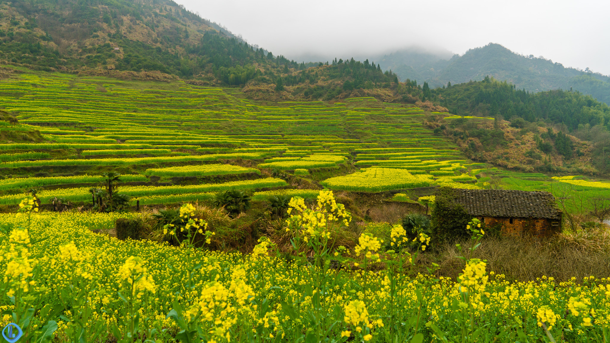 陌上花开,2019年婺源篁岭赏油菜花最新攻略